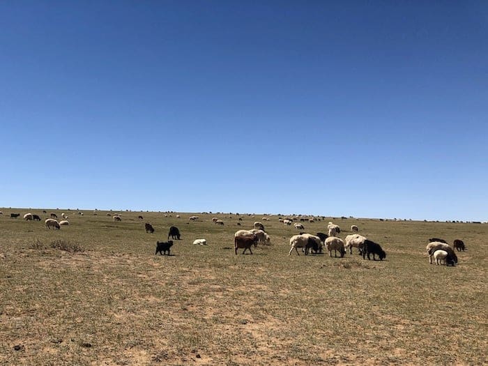 Mongolian Herds