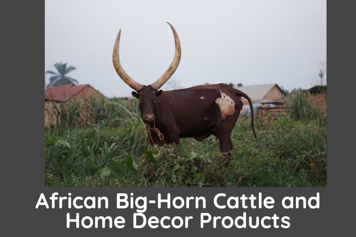 The Ankole-Watusi Big-horned African Cow And Home Decor Products