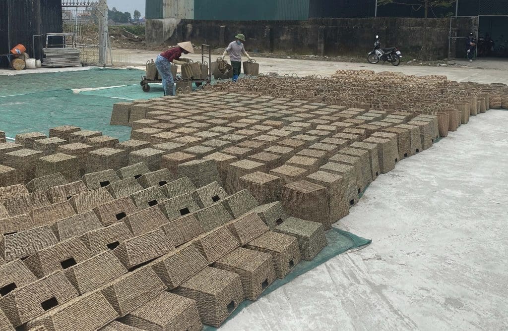 Seagrass baskets drying In the sun