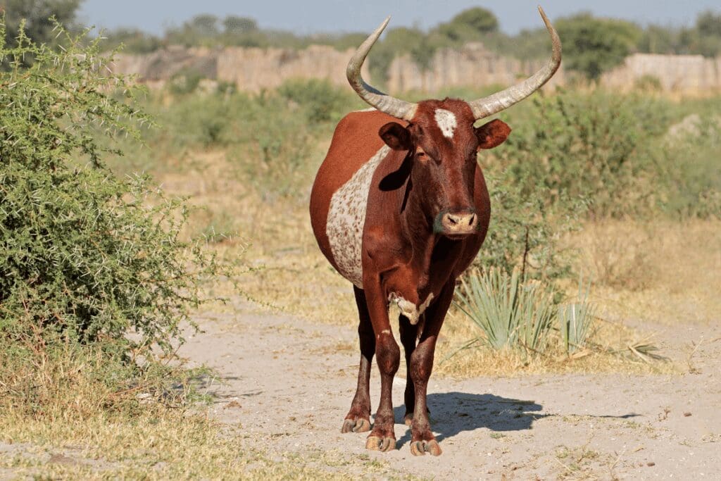 Sanga Cattle