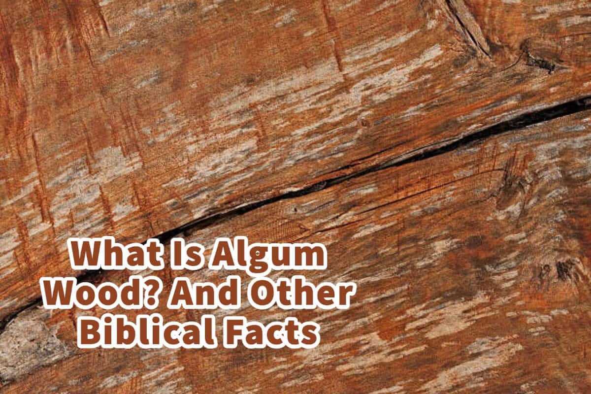 What Is Algum Wood? And Other Biblical Facts