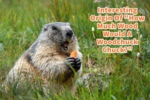 Interesting Origin Of ”How Much Wood Would A Woodchuck Chuck?”