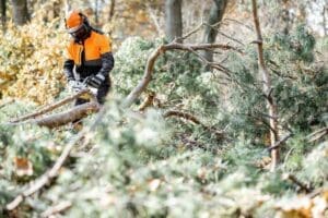 Cutting The Pine Tree