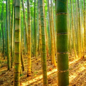 Bamboo Tree