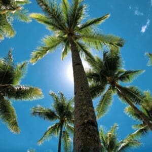 Coconut Tree