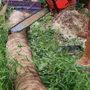 Cutting The Coconut Tree