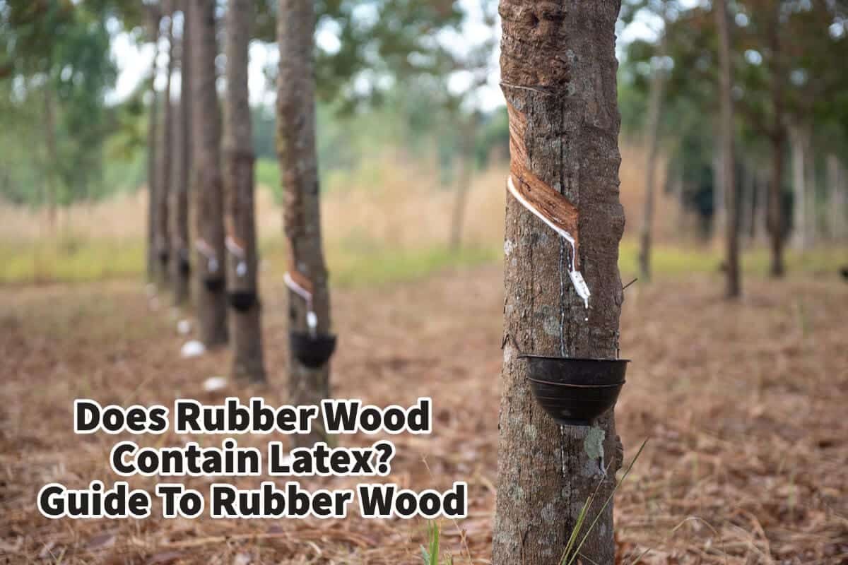 Does Rubber Wood Contain Latex? Guide To Rubber Wood