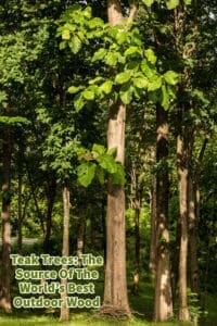 Teak Trees: The Source Of The World's Best Outdoor Wood