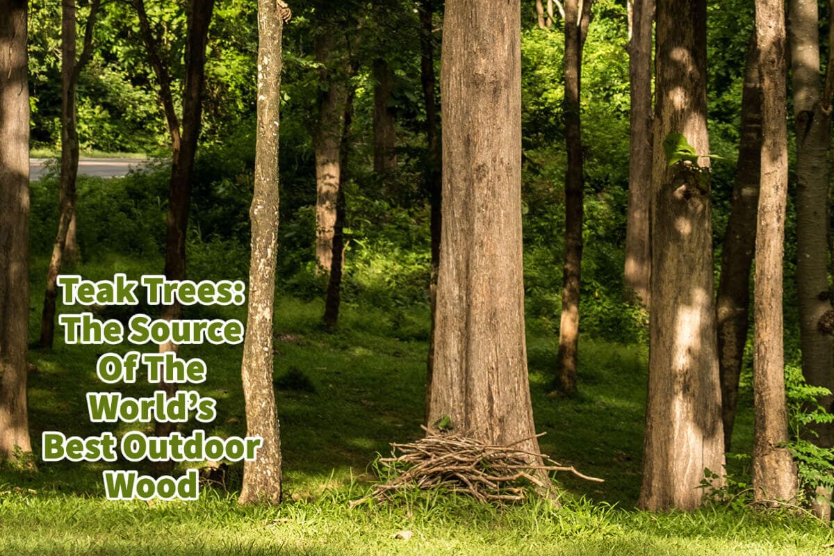 Teak Trees: The Source Of The World's Best Outdoor Wood