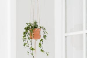 Hanging Plants Home Decor