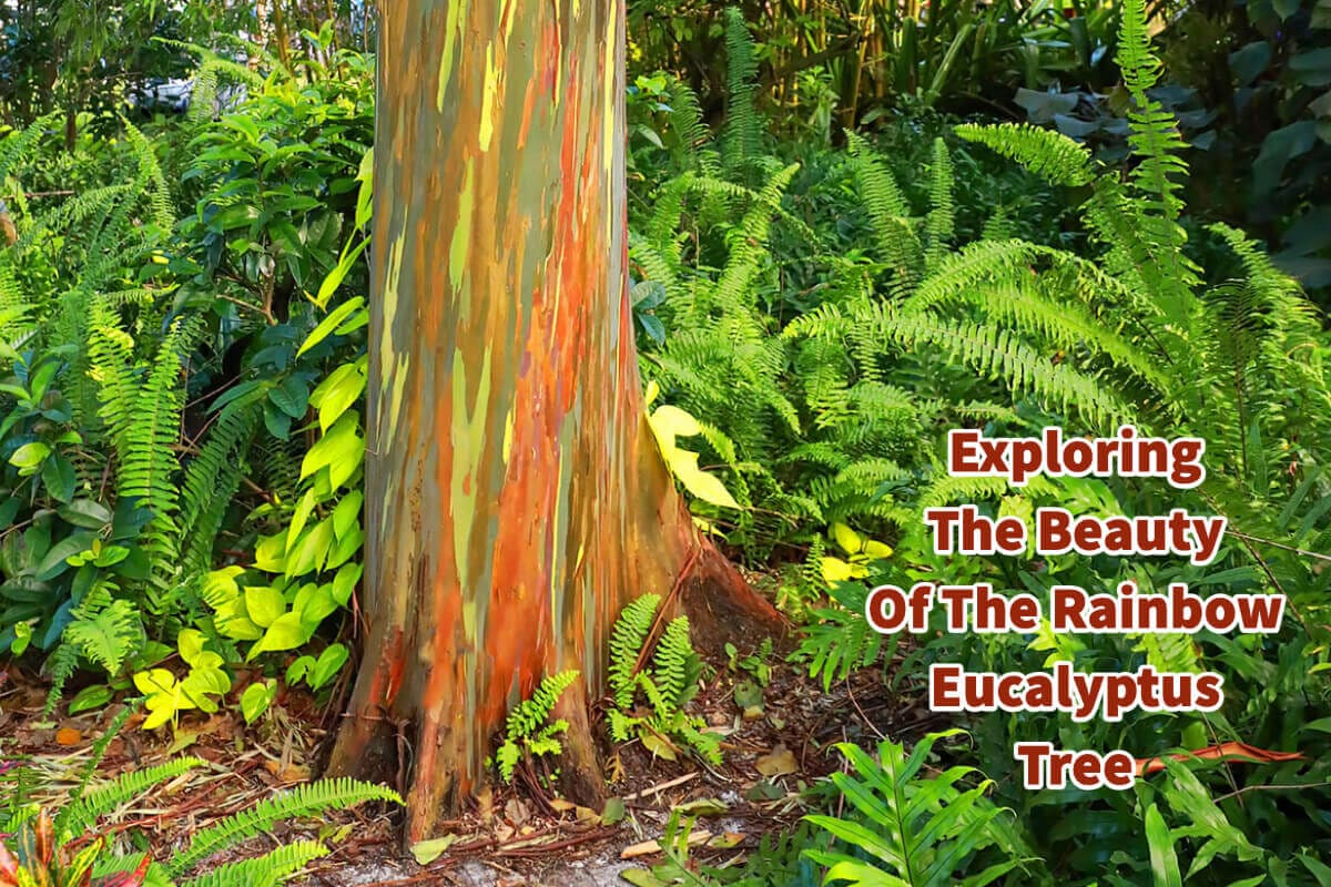 Exploring The Beauty Of The Rainbow Eucalyptus Tree