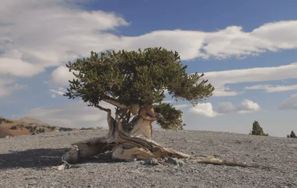 Bristlecone Pine (Pinus longaeva)