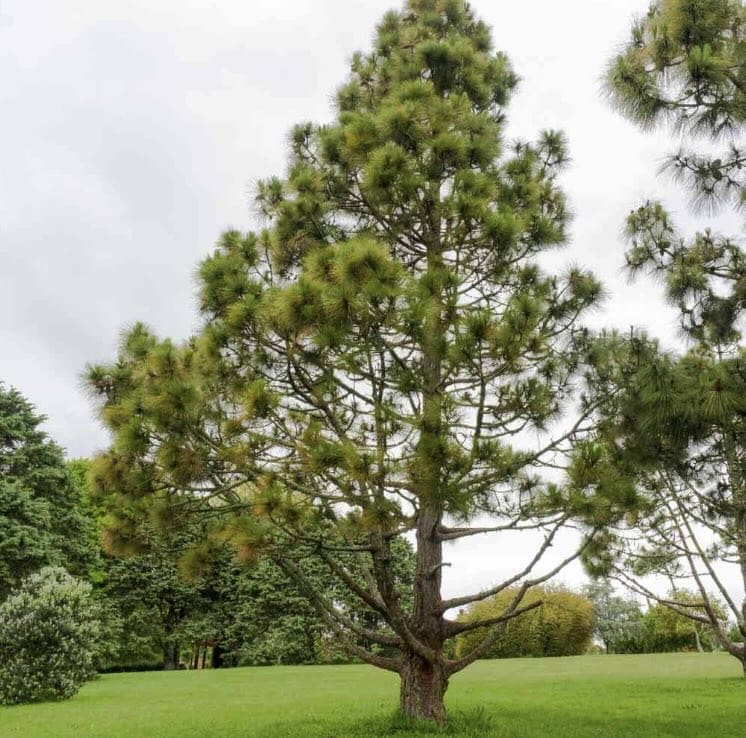Canary Island pine (Pinus canariensis)