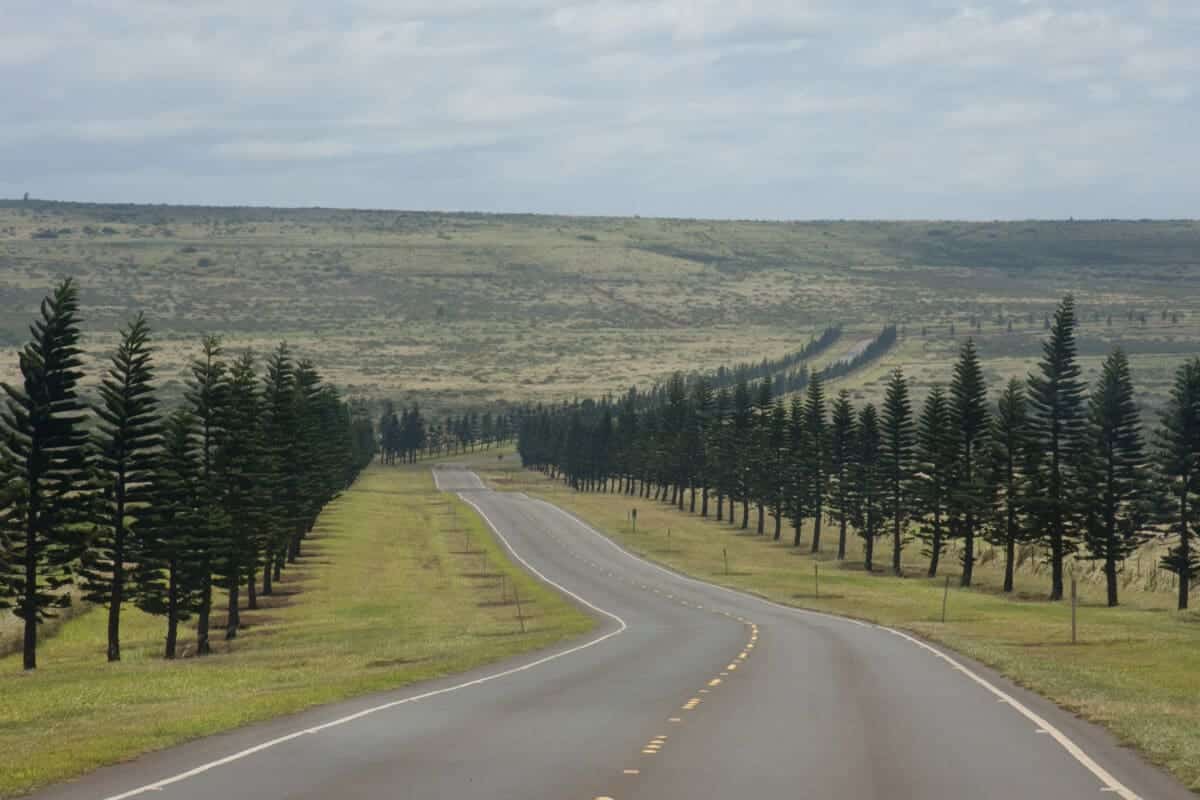 Uncover the Beauty of Hawaii Pine Trees