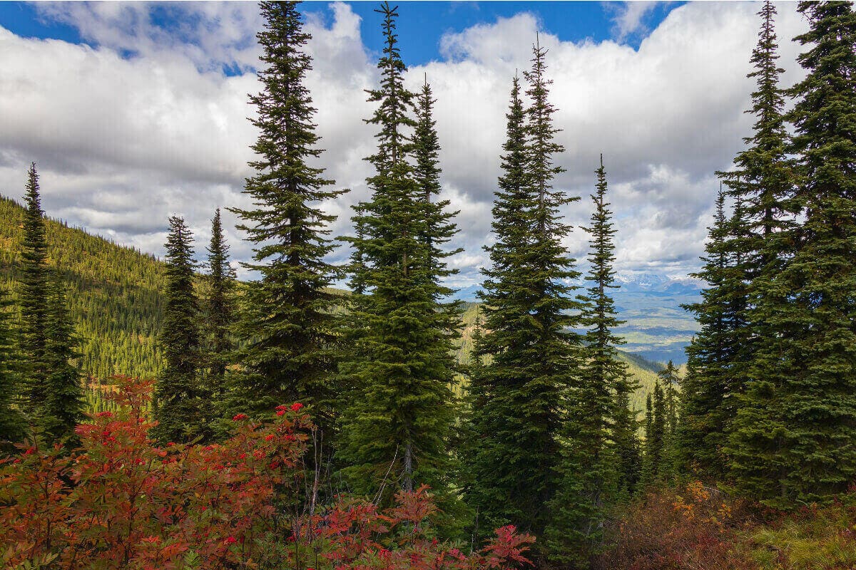 Jack Pine Trees