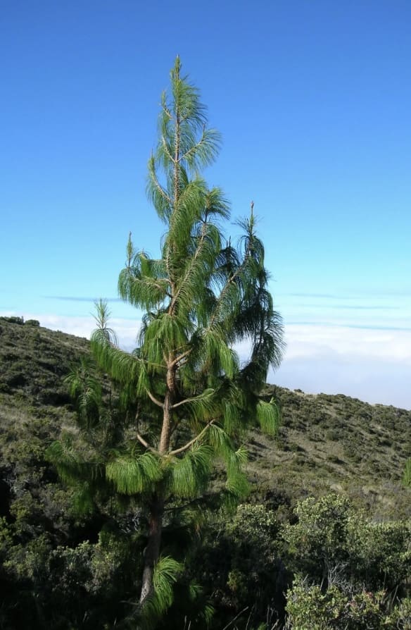 Mexican Weeping pine (Pinus patula)