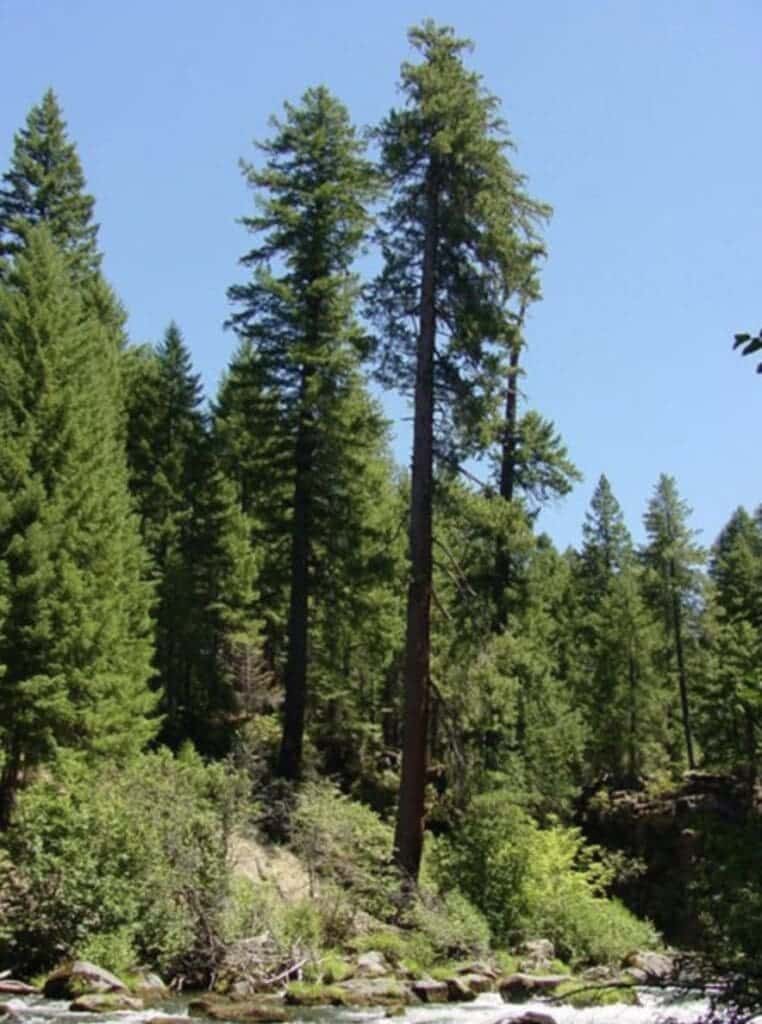 Sugar Pine (Pinus Lambertiana)