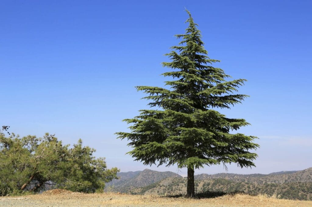 Pine Tree