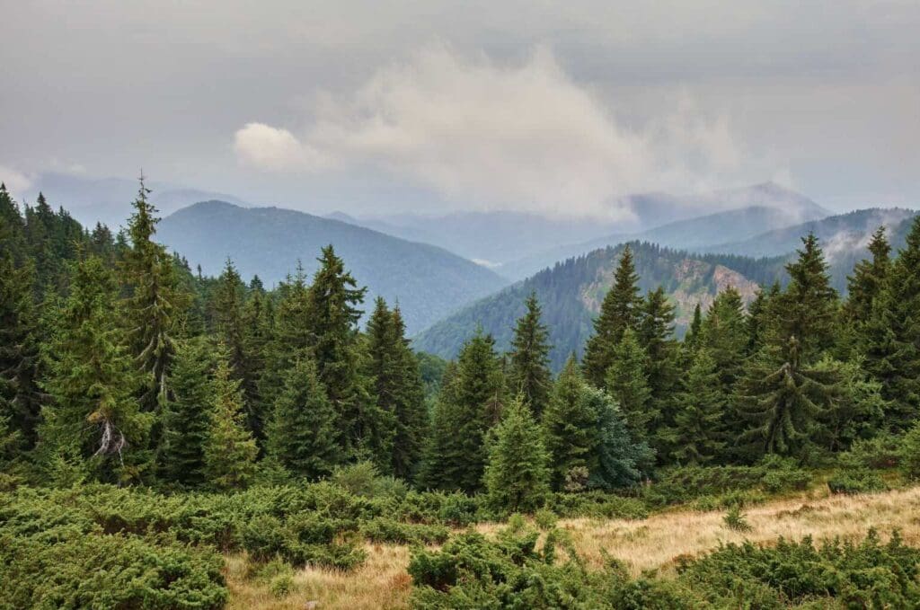 Pine Tree