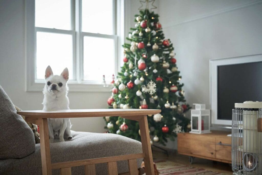 Ways to remove dog urine from your furniture.