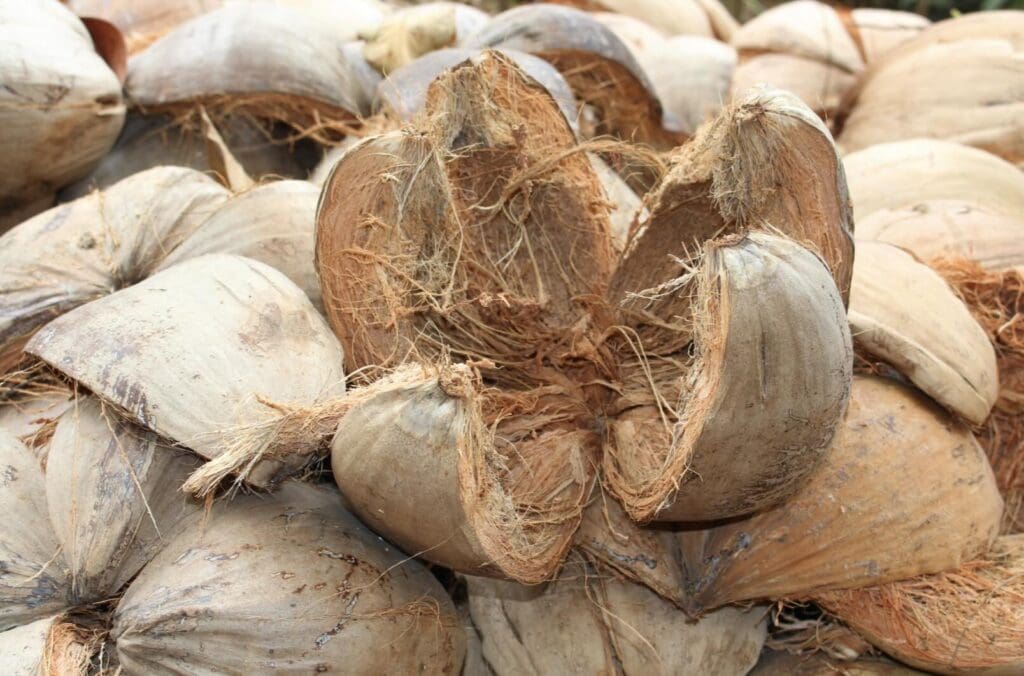 Coconut Coir