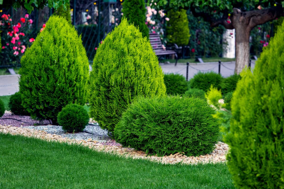 Shade-Tolerant Evergreen Trees Guide