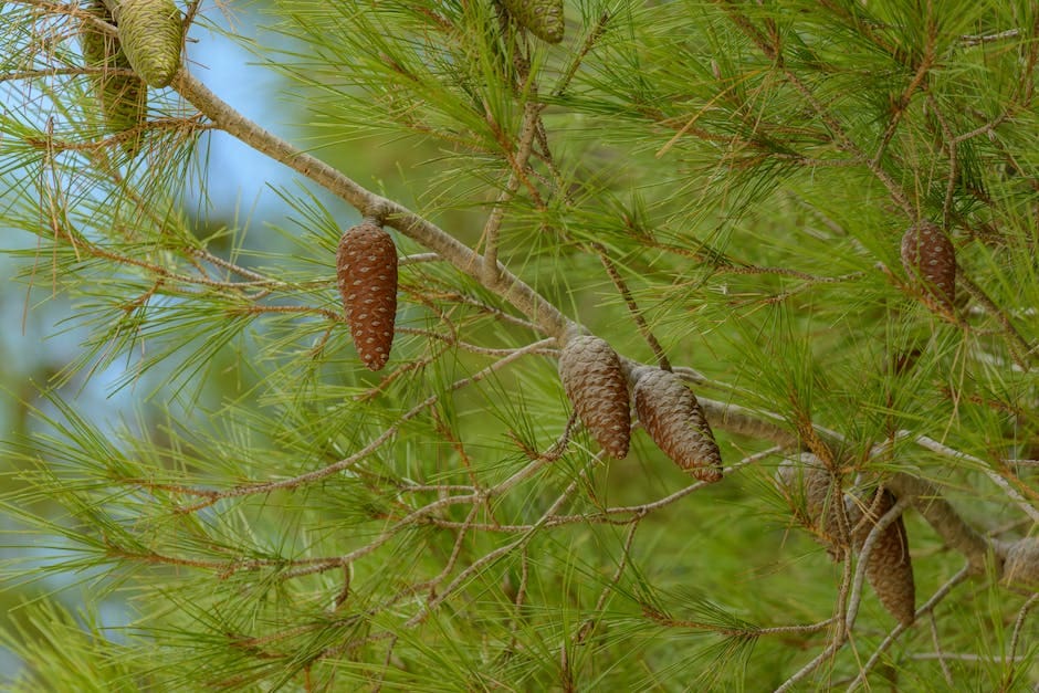 An image of Jack Pines showcasing their physical features and natural habitat.